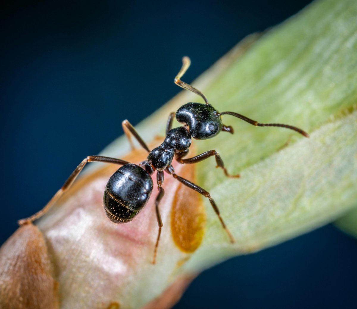 Edmonton Ant Treatment